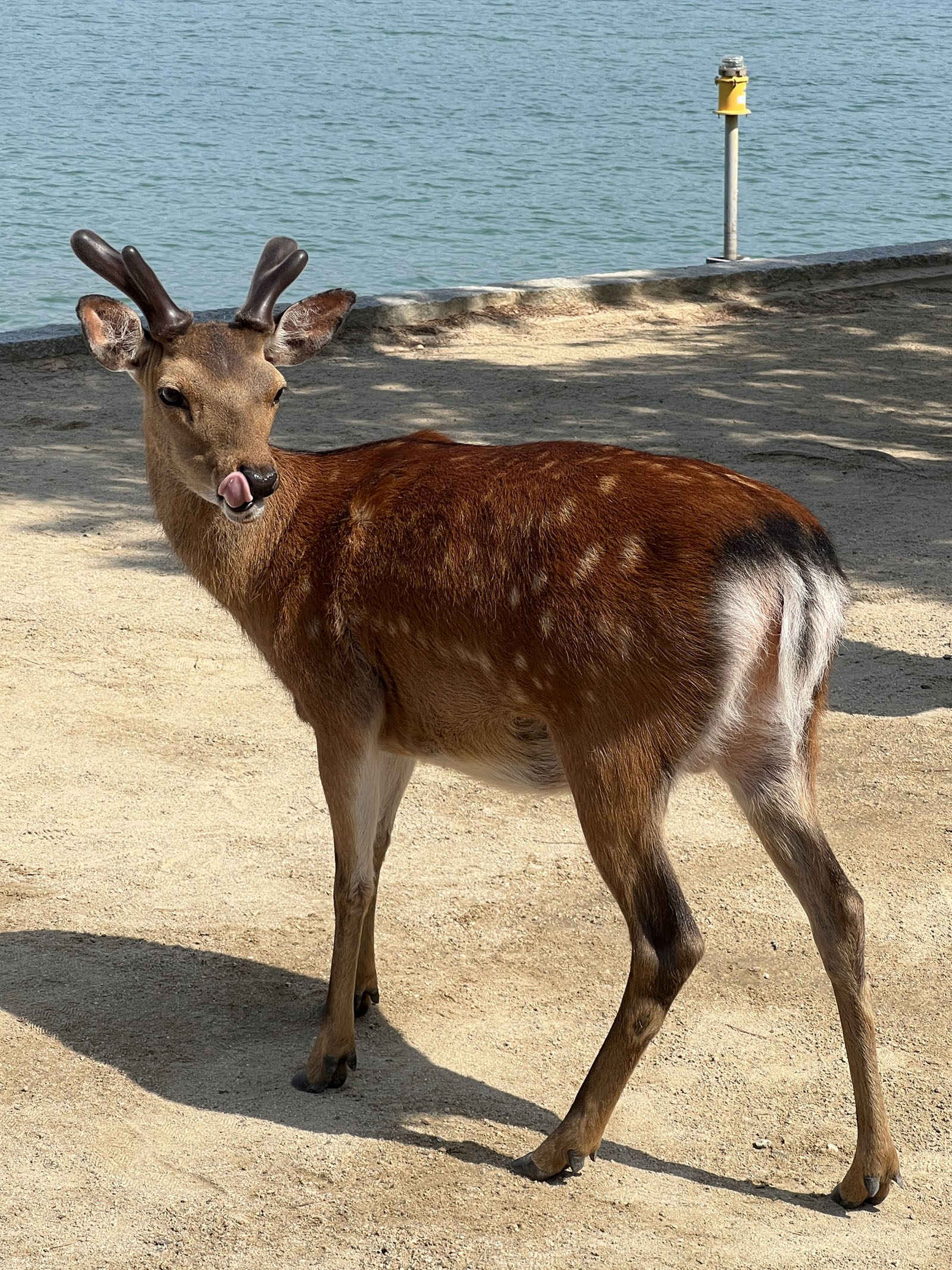 A cute Deer on Miyajima Island